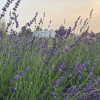 Relaxing, Peaceful Lavender Farm