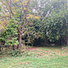 Bliss under the Catalpa 