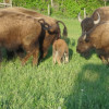 Kahrig Bison Ranch