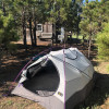 Tent camping in the pines.  Site 2.