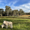 Delightful Farmstay Near Bendigo