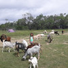 725 Acre Exotic Animal Ranch