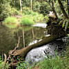 Platypus Pool