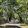 Myrtle Oaks