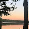 The Lonesome Loon