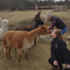 Amanda's Alpaca Farm