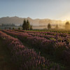Lavender Field RV Experience