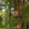 Redwood Cathedral Treehouse