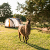 Llamaland Tent Camping