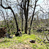 Site # 1 - Osage Orange Grove 