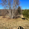 Birches & 1 Spruce Tree Camp Site 3