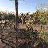Lush Desert Ranch