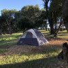 Buckeye Tree, Tent Provided!