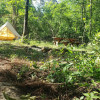 Glamping in a Glade Forest