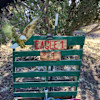 Eagle # 1
