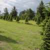 The Tree farm
