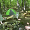 Forest Campsites