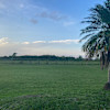 Peacefully Farmland