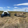 Wild wheat tent sights