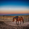 The Davissa Ranch Horse Refuge