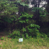 Site 1: Cedar Wood