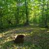 Trapper Arts - Rustic Wooded Sites