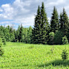 Spruce Bluff