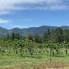 Glacier Sweet Peach Orchard #2