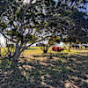 Koai’a Canopy