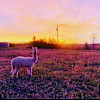 Alpaca Farm & Forested Area
