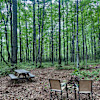 Camping in the Woods