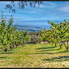 Site 7 Orchard and horses view