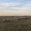 Sheep Ranch Getaway