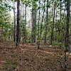 Bracken Fern Hideaway