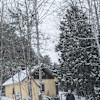 Forest Cabin