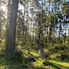 Gordon's Grove