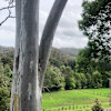 Myrtle Ridge Farm Bottom Creek