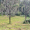 Red site
