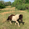 Pony pasture