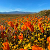 California Poppy & Wildflowers