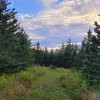 Edelweiss Wilderness Camp 