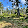 Forest Camp #1
