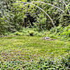 North Cascades Campsite #2