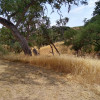 Site 3 West Meadow 