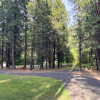 Pine Camp #2