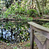Zen Rose Camp