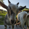 The Barnyard Campsite