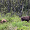 Spot #3 Twin Moose (PULL THRU)
