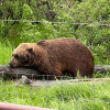 Spot #4 Lazy Bear (BACK IN)