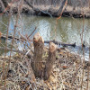 Woods/Creek - Beavers and Otters